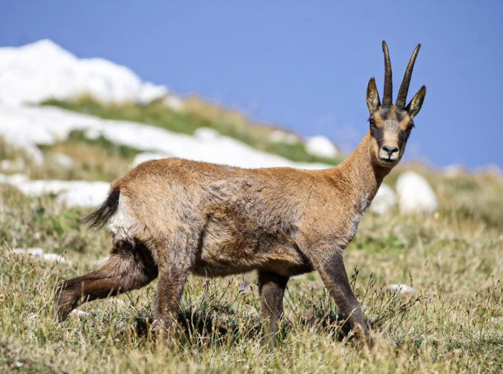 El Camoscio Abruzzese (gamuza).