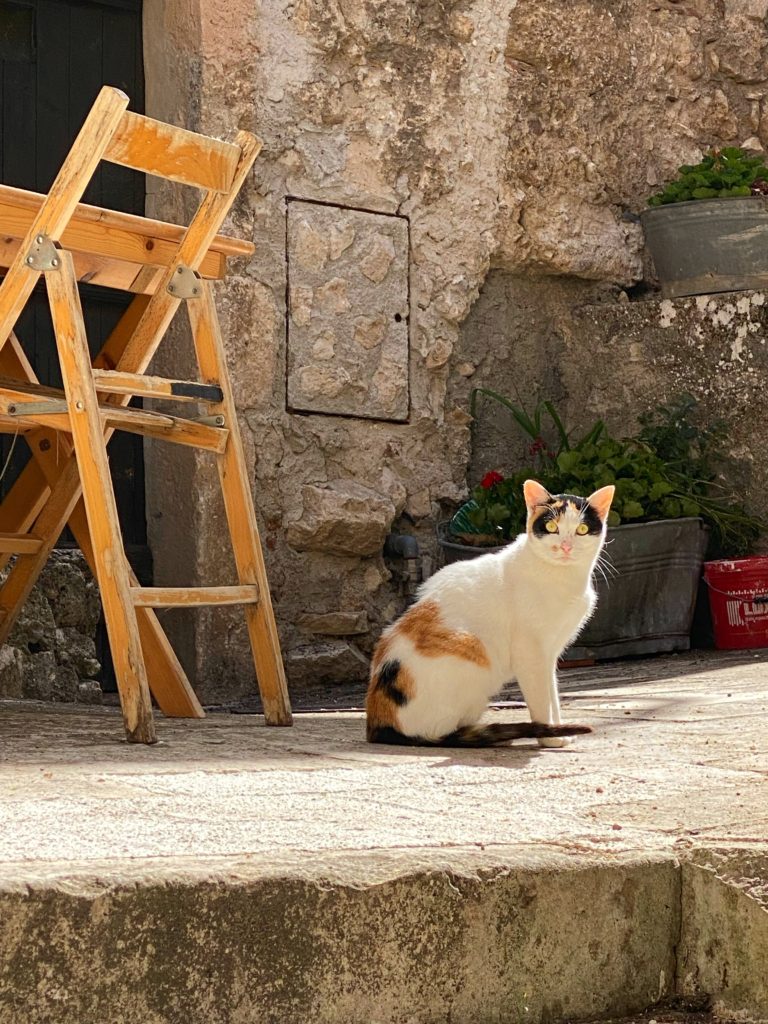 One of the many cats roaming free on the streets of Santo Stefano di Sessanio