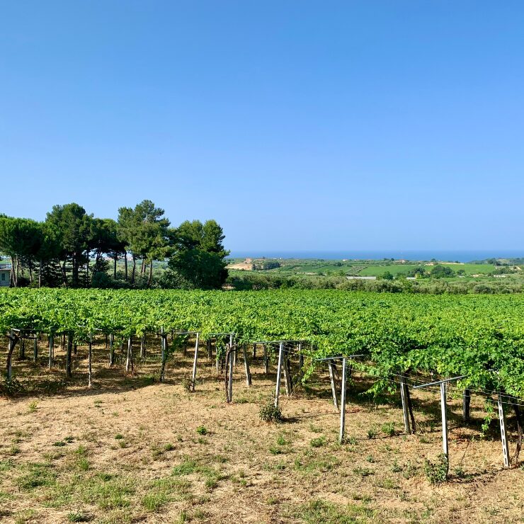 Feudo antico vineyard panoramic view