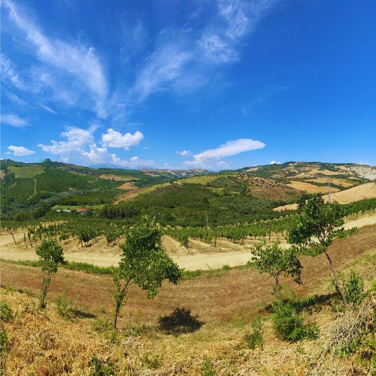 Vista panorámica de viñedos y colinas onduladas bajo un cielo azul brillante en la zona vinícola de Abruzzo