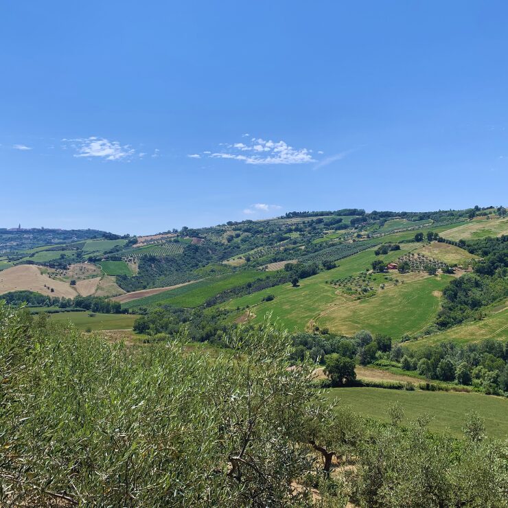 Colline verdi e dorate punteggiate di uliveti e vigneti nella campagna abruzzese, con un paese in cima a una collina visibile in lontananza