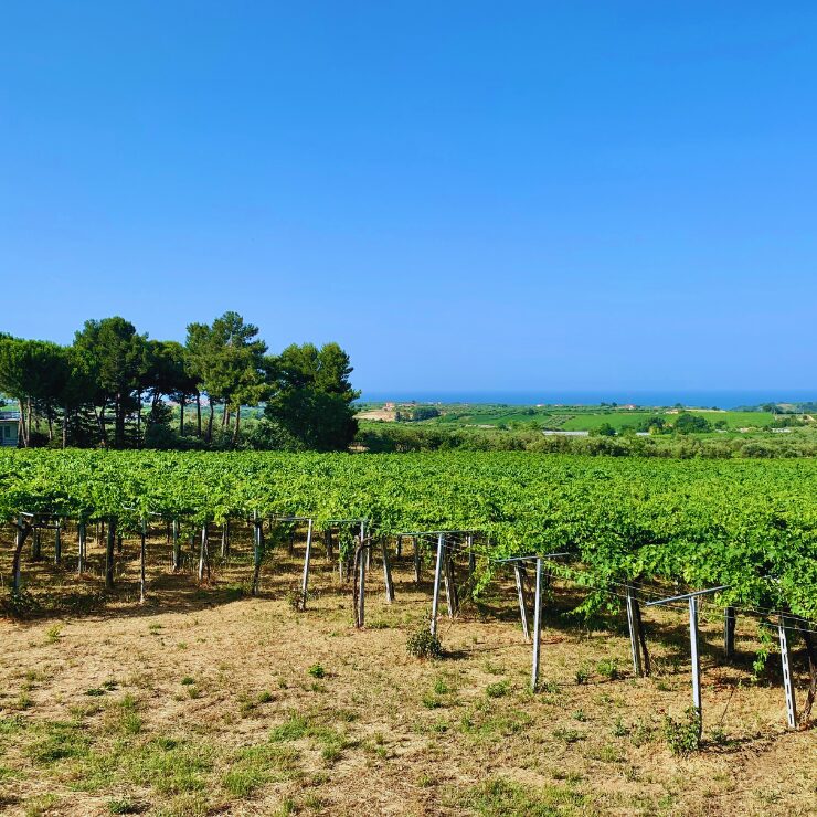 Rolling vineyards with a view to the adriatic sea at Feudo Antico - Abruzzo Italy