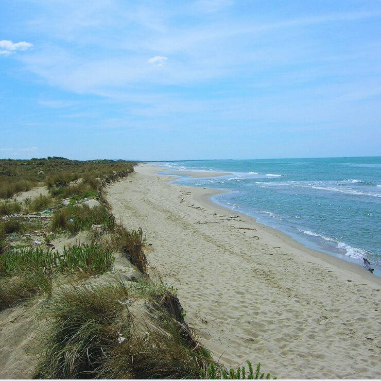 Playa salvaje de Spiaggia del Gombo en la costa toscana con pinos mediterráneos y el Mar Tirreno Italia